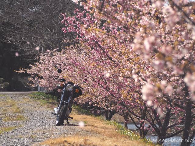 桜吹雪とオートバイ