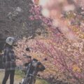 【桜並木】お散歩ツーリングでのバイク写真撮影