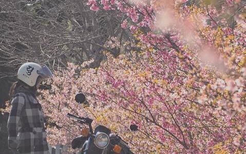 早咲き桜とオートバイ 自撮りバイク写真