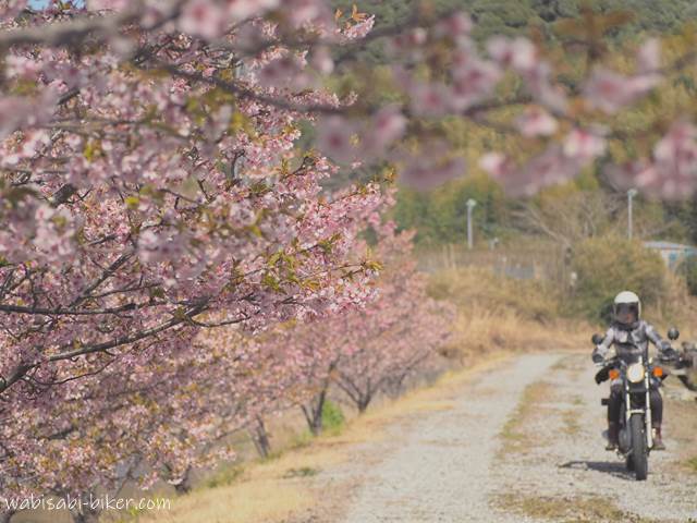 早咲き桜とオートバイ 走行自撮りバイク写真