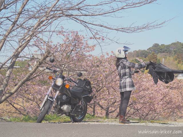 早咲き桜とオートバイ 自撮りバイク写真