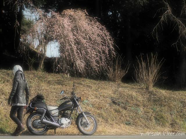 しだれ梅とオートバイ 自撮りバイク写真