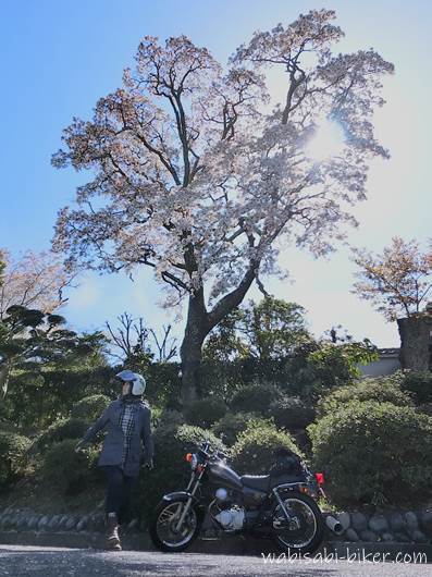 桜とオートバイ 自撮りバイク写真