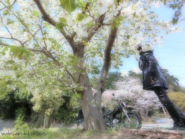 お花見ツーリング 大島桜