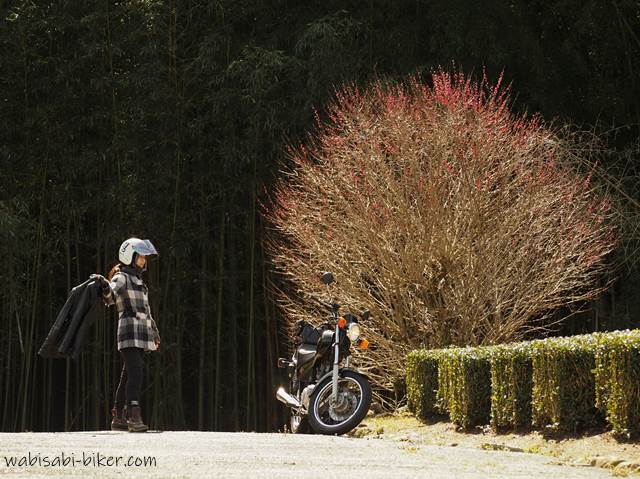 終わりかけの梅とオートバイ 自撮りバイク写真