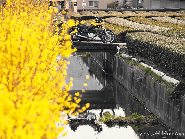 レンギョウの花とオートバイ リフレクション