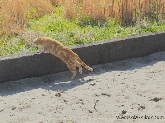 砂場を歩くネコ