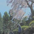 【大きな桜の木の下で】お散歩ツーリングでのバイク写真撮影