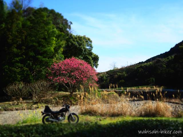 川沿いの花桃とオートバイ