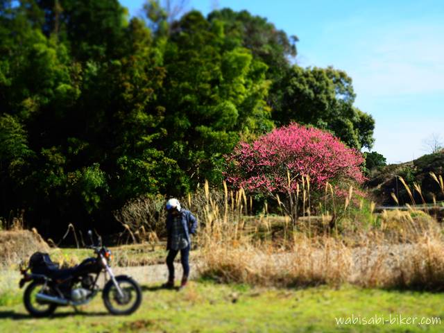 川沿いの花桃とオートバイ 自撮りバイク写真