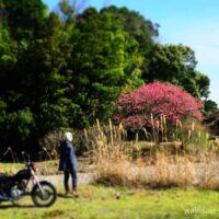 川沿いの花桃とオートバイ 自撮りバイク写真