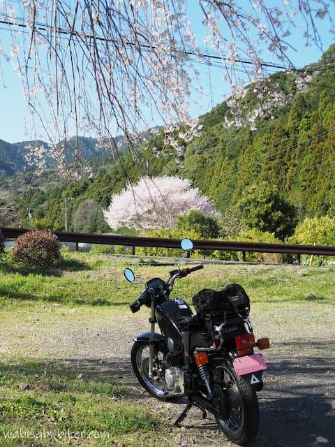ソメイヨシノとしだれ桜とオートバイ