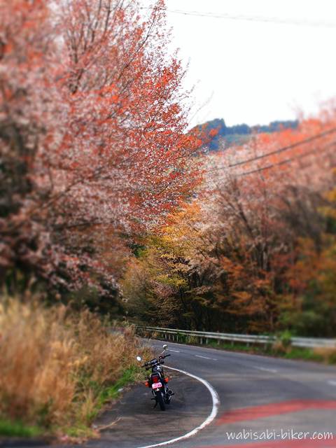 山桜とオートバイ