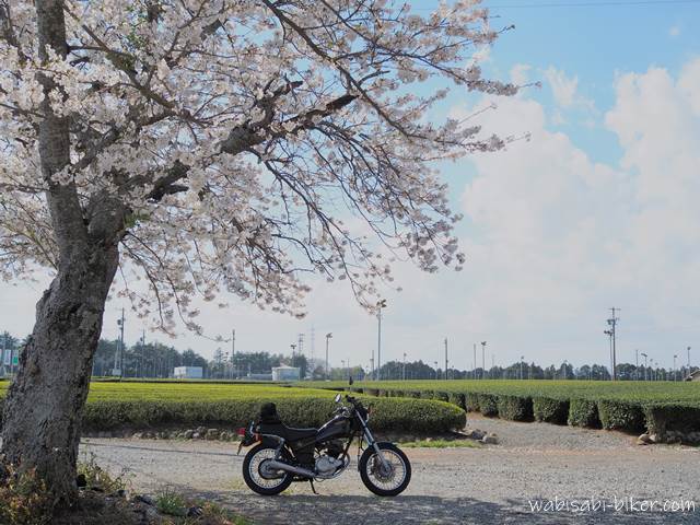 桜とバイクSR125と茶畑