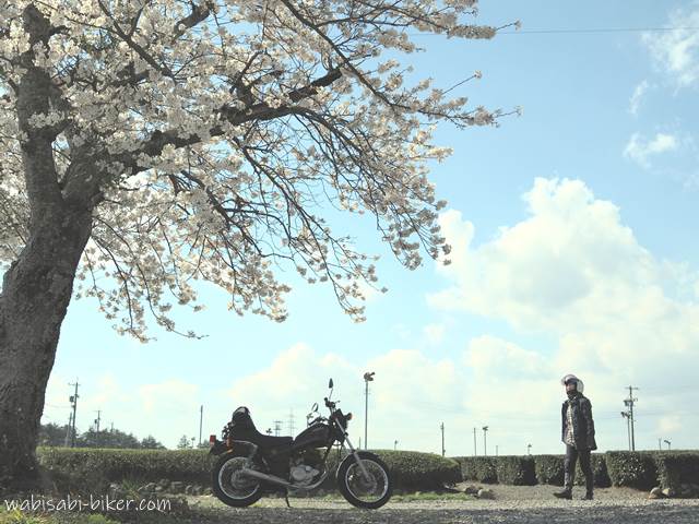 桜と茶畑とオートバイ 自撮りバイク写真