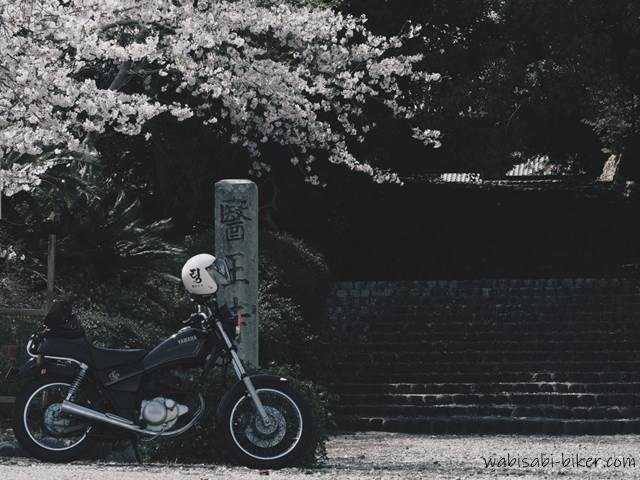 桜とオートバイ SR125