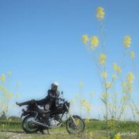 菜の花とオートバイ 自撮りバイク写真