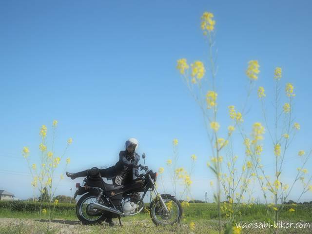 菜の花とオートバイ 自撮りバイク写真