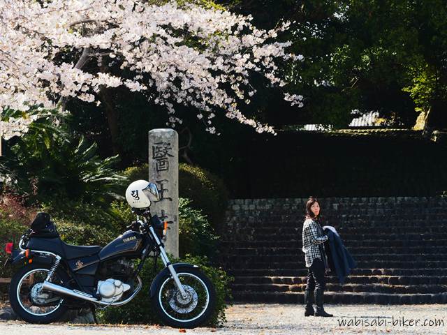 バイクと桜と参道 お花見ツーリング