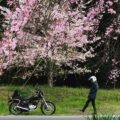 「2023.3月 桜」お散歩ツーリングで撮影したバイク写真
