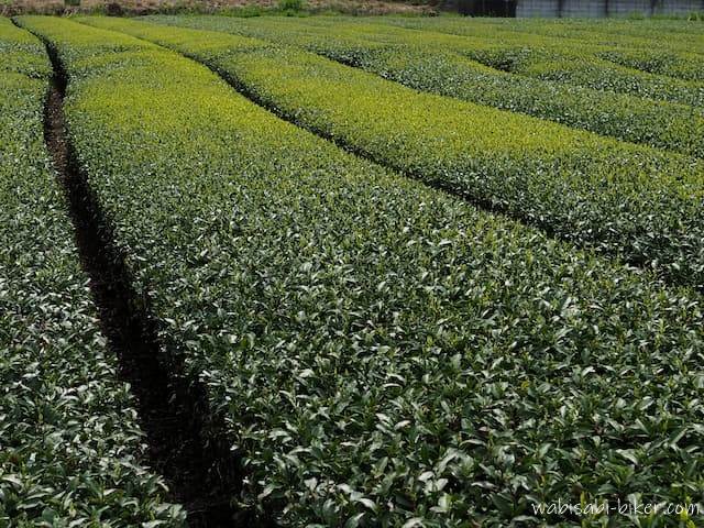 茶畑の新芽 生え始めのグラデーション