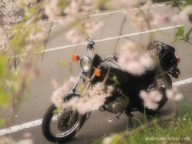 しだれ桜とバイクSR125