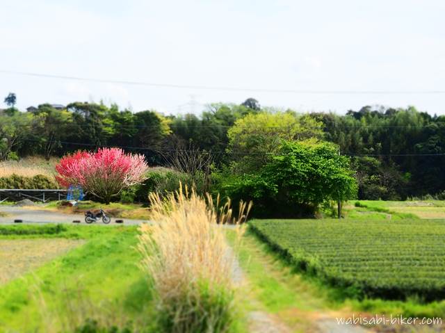 源平桃と茶畑とバイクのある風景