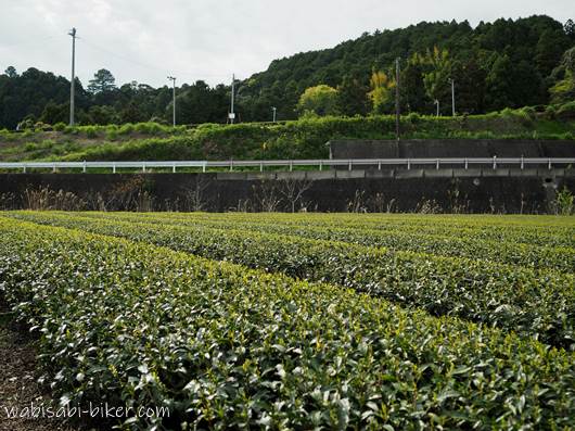 静岡 茶畑の新芽