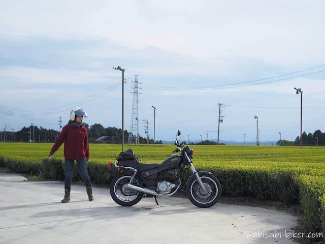 牧之原台地 茶畑の新芽とオートバイ