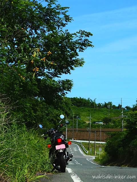 ビワの木とオートバイ