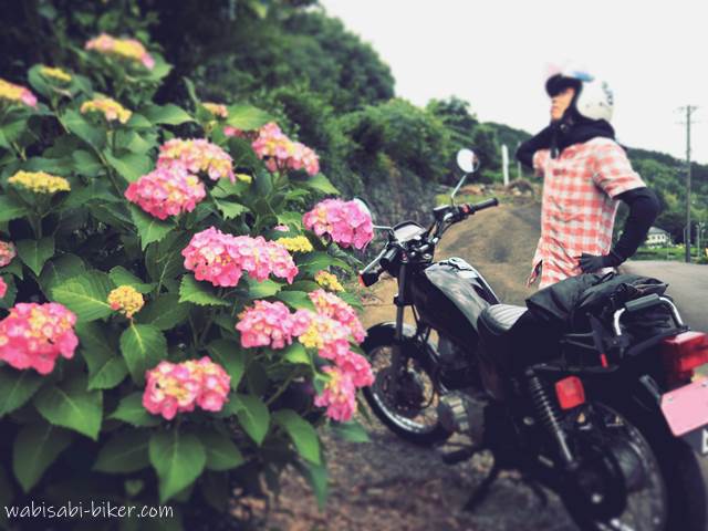 ピンクのアジサイとバイク乗り YAMAHA SR125