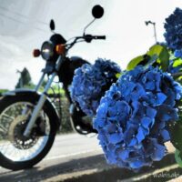 紫陽花とバイク写真 SR125