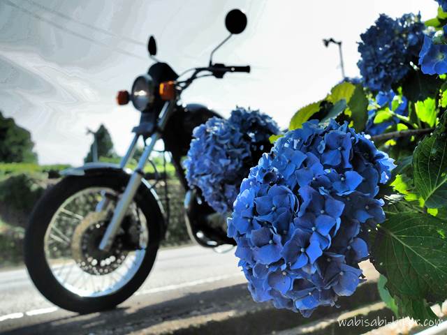 紫陽花とバイク写真 SR125