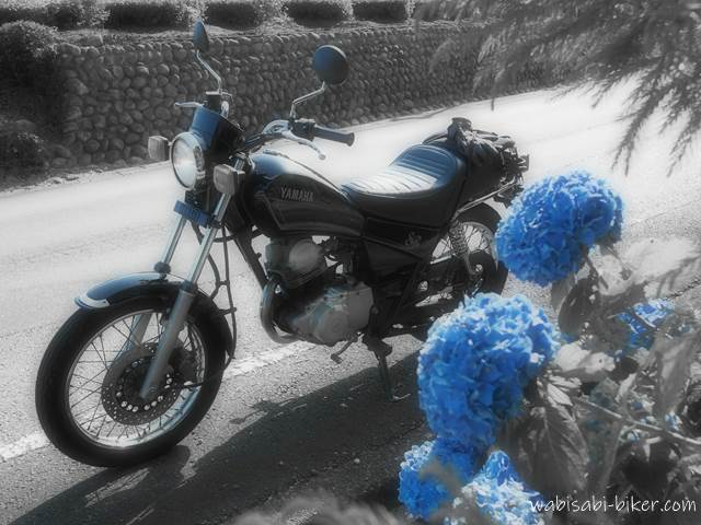 紫陽花とバイク SR125