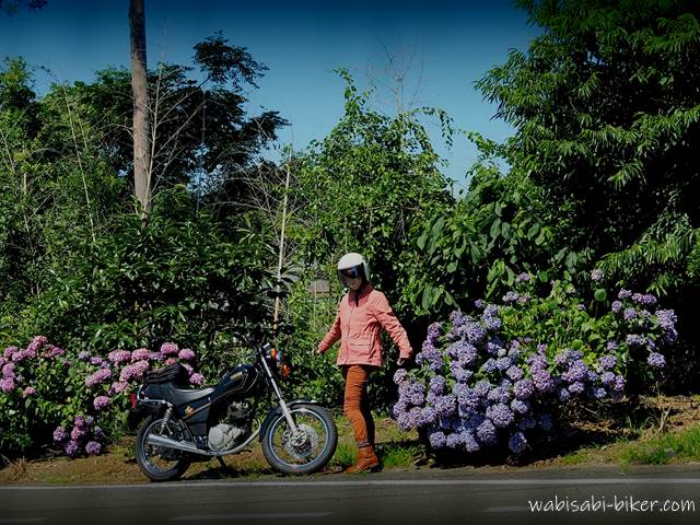 紫陽花と女性バイク乗り