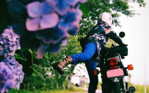 紫陽花とオートバイに跨るバイク乗り YAMAHA SR125