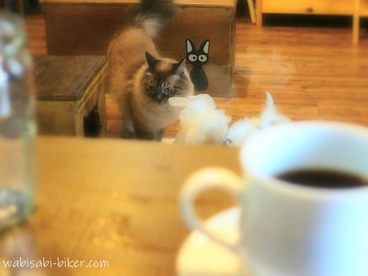 コーヒーとネコ るくるーん 掛川