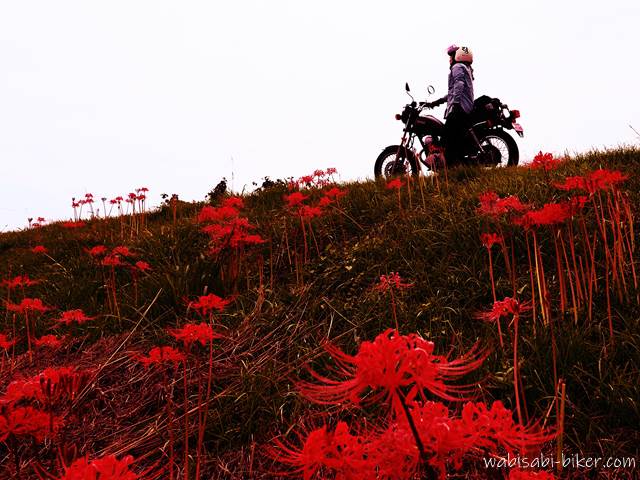 彼岸花とオートバイ セルフポートレート写真