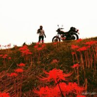 ヒガンバナとオートバイ 自撮りバイク写真