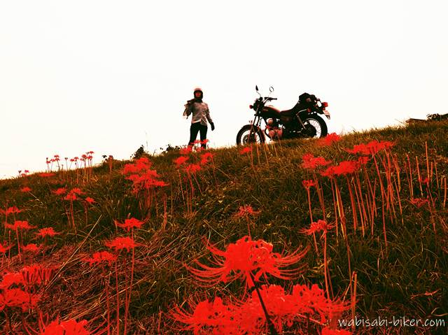 ヒガンバナとオートバイ セルフポートレート写真
