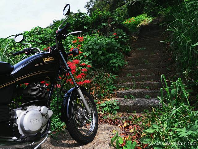 彼岸花の咲く階段とオートバイ YAMAHA SR125
