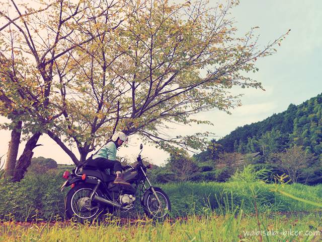 桜紅葉とオートバイ セルフポートレート バイク写真