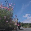 50歳からのバイク写真撮影 #4【秋桜(コスモス)】