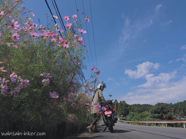 秋桜(コスモス)とオートバイ セルフポートレート写真