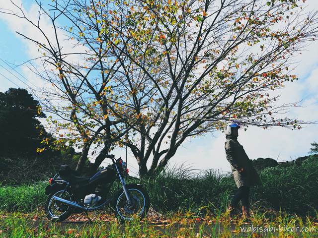 桜紅葉とオートバイ セルフポートレート写真
