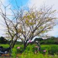 50歳からのバイク写真撮影 #5【桜紅葉×秋桜】