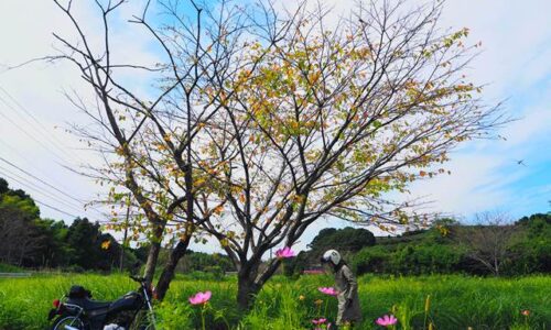 桜紅葉とコスモスとオートバイ セルフポートレート写真