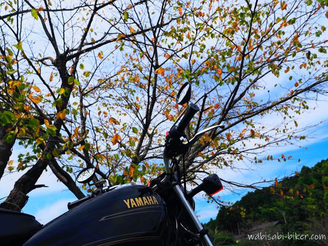 桜紅葉とオートバイ YAMAHA SR125
