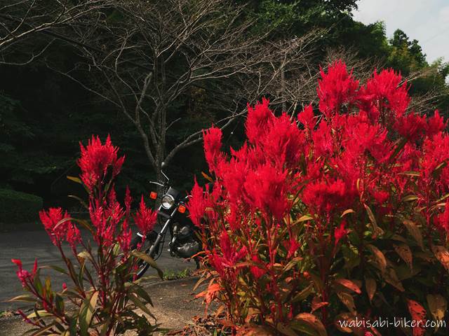 ケイトウの花とオートバイ