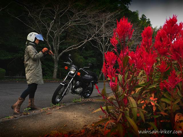 ケイトウの花とバイク乗り セルフポートレート写真